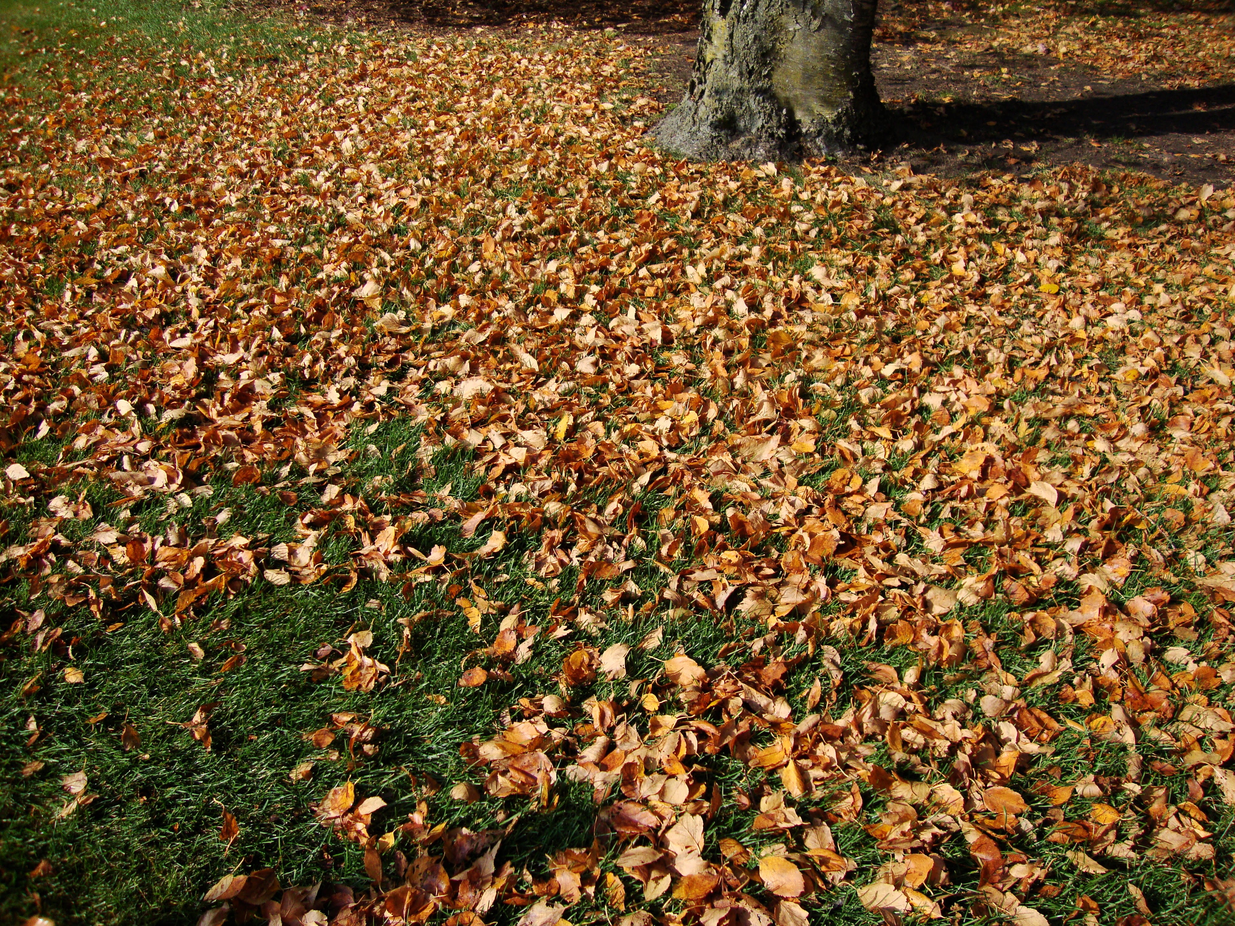leaves_on_ground_fall