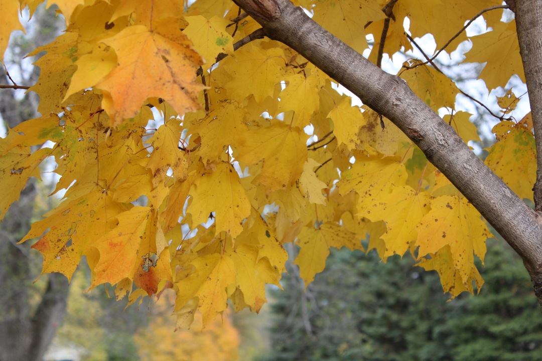 october-2014_autumn_yellow_leaves